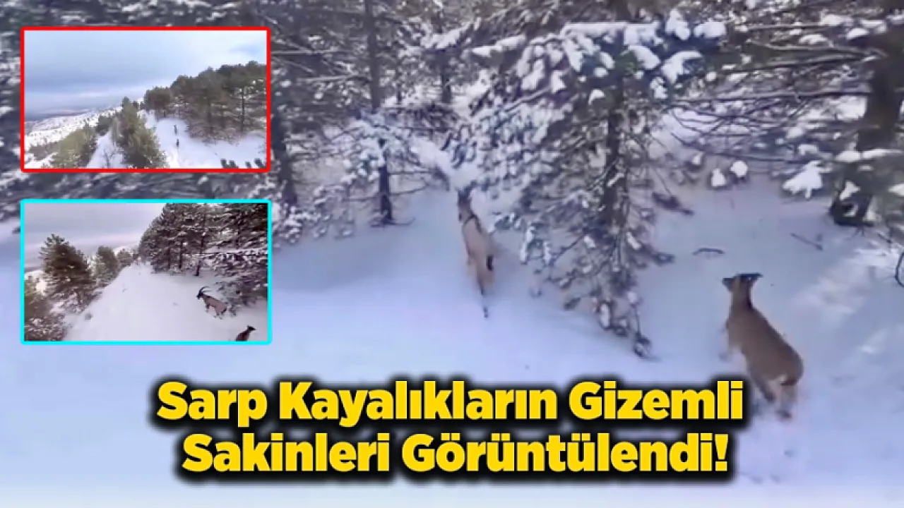 Malatya'nın Zirvelerinde Dağ Keçileri Görsel Şölen Sundu