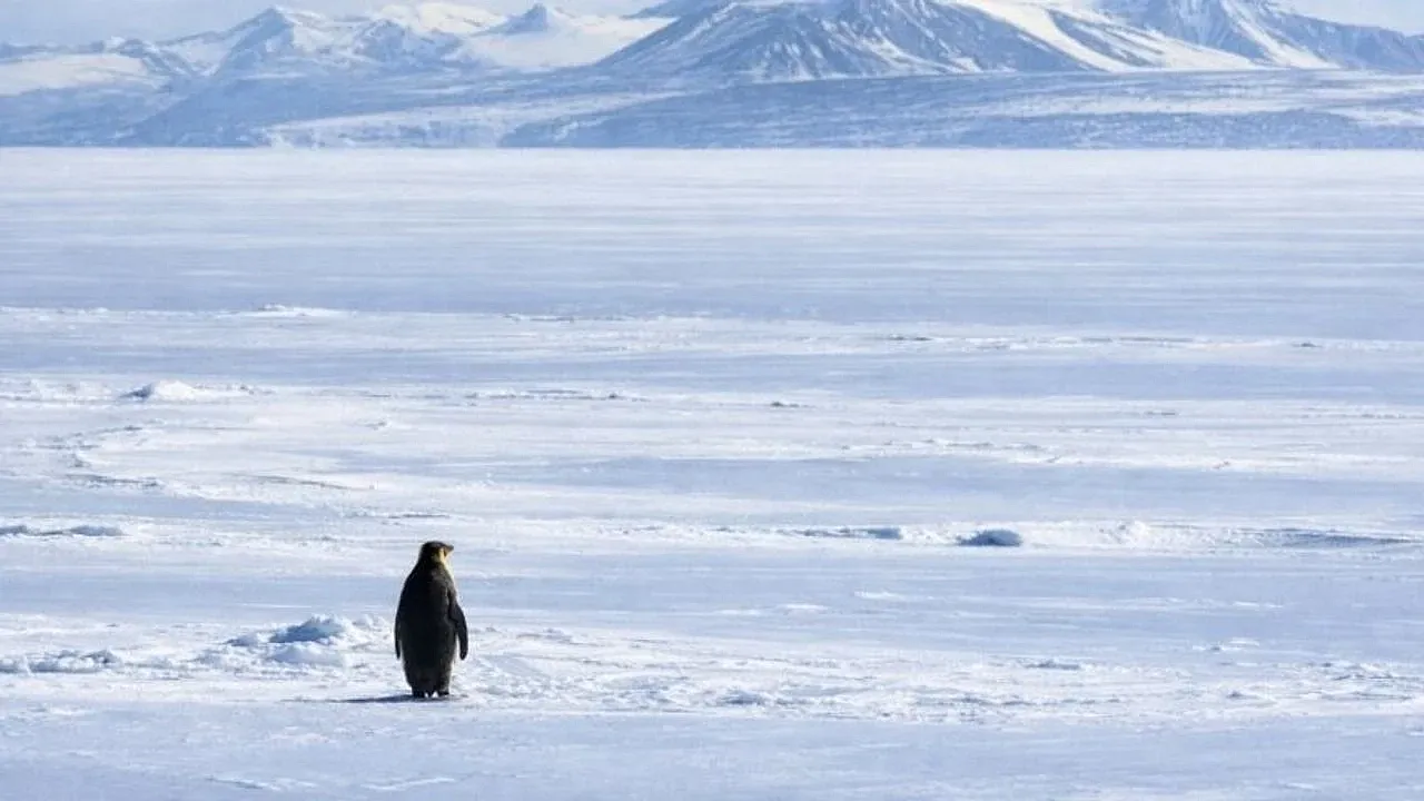 Antarktika Çöllerinin Dirençli Sakinleri Penguenlerin Dondurucu Soğuklarla Mücadelesi
