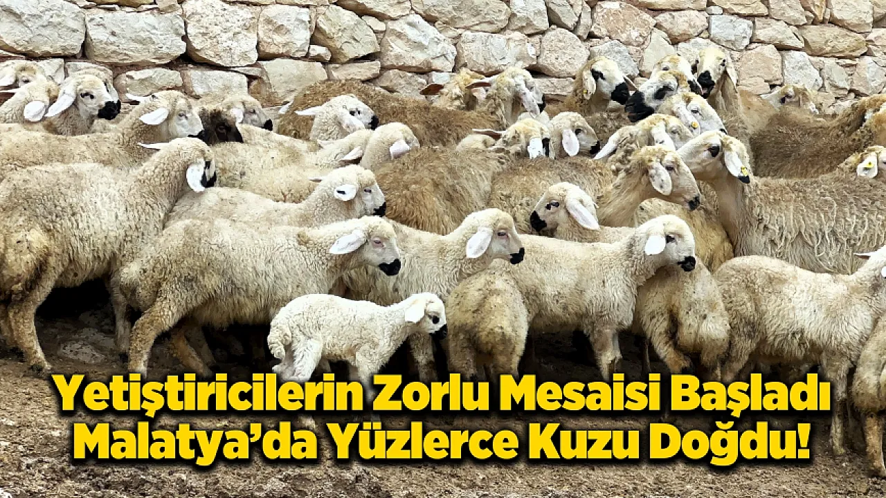 Malatya'da İkiz Kuzular Yoğunlukta!