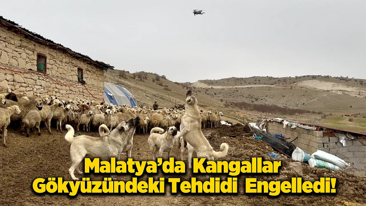 Teknolojiye Karşı Anadolu İnadı: Yazıhan'da Kangallar Drone'u Sürüye Yaklaştırmadı!