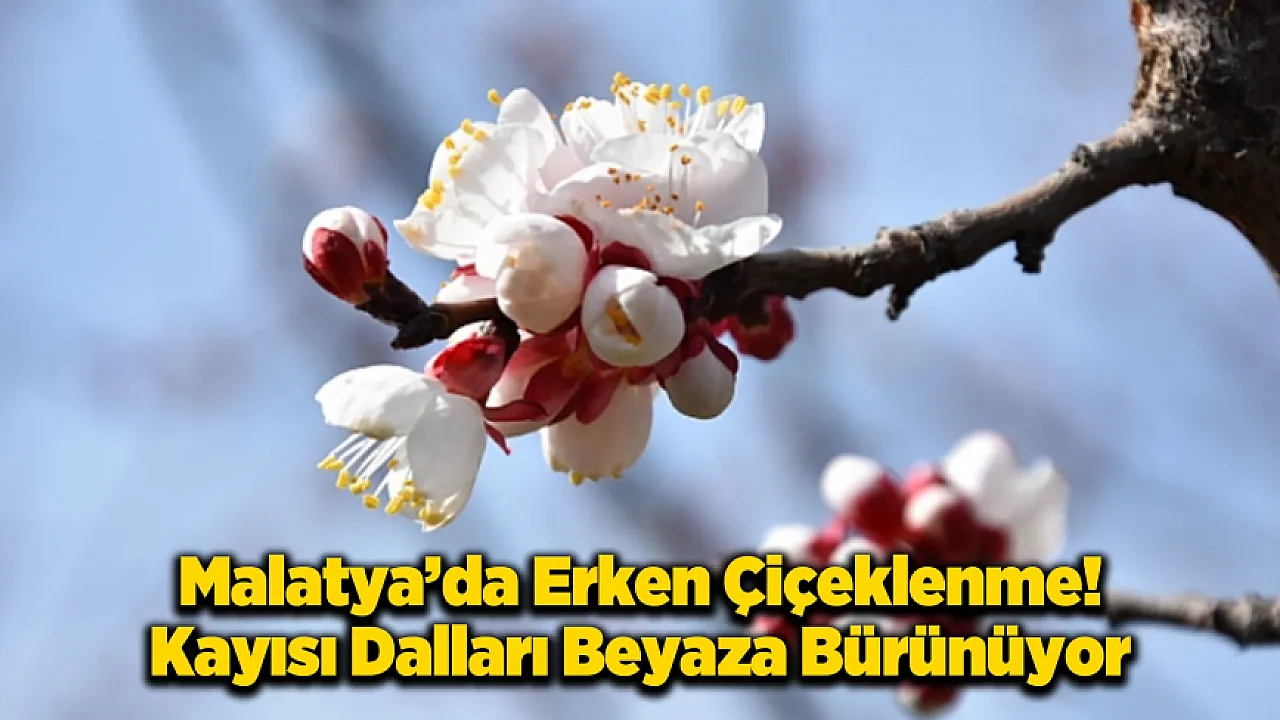 Kale'de Kayısı Ağaçları Mevsime Meydan Okuyor: Çiftçiyi Tedirgin Eden Görüntü!
