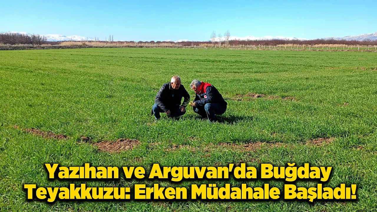 Malatya'da Altın Sarısı Başaklar Mercek Altında: Buğday Tarlalarında Hastalık Nöbeti!
