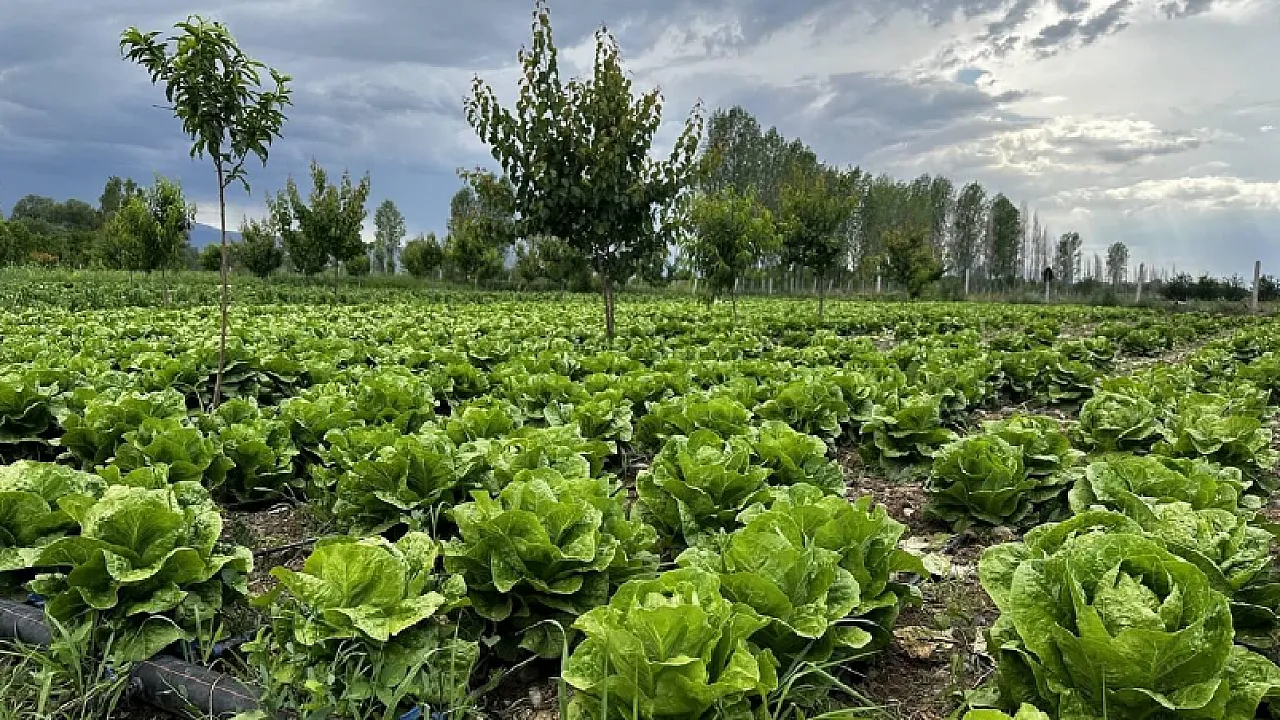 Tarımda Dijitalleşme Hibeleri Yüzde 70'e Çıkarıldı!