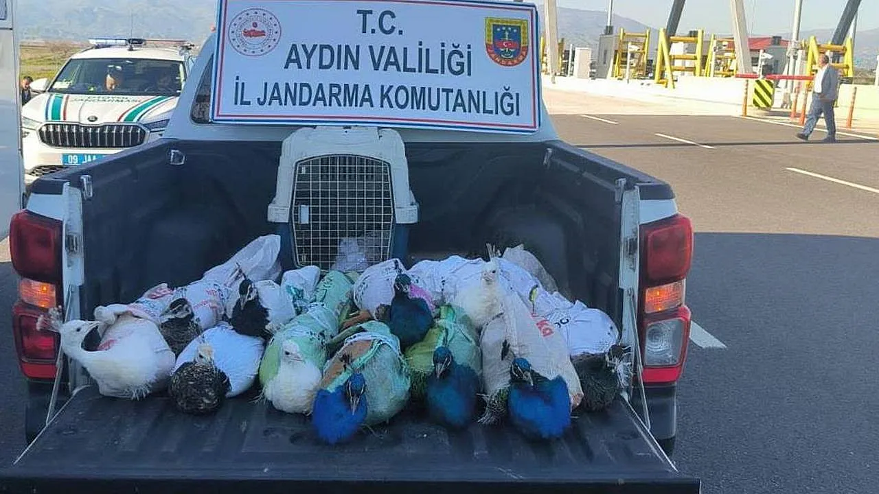Aydın'da Jandarmayı Bile Şaşırtan Görüntü: Otobüs Bagajından Çuvallarla Çıktılar