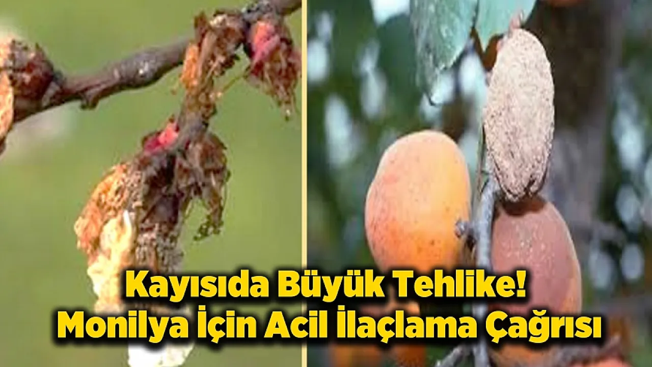 Kayısı Bahçelerinde Gizli Tehdit: Monilya İki Yıl Ürün Aldırmayabilir