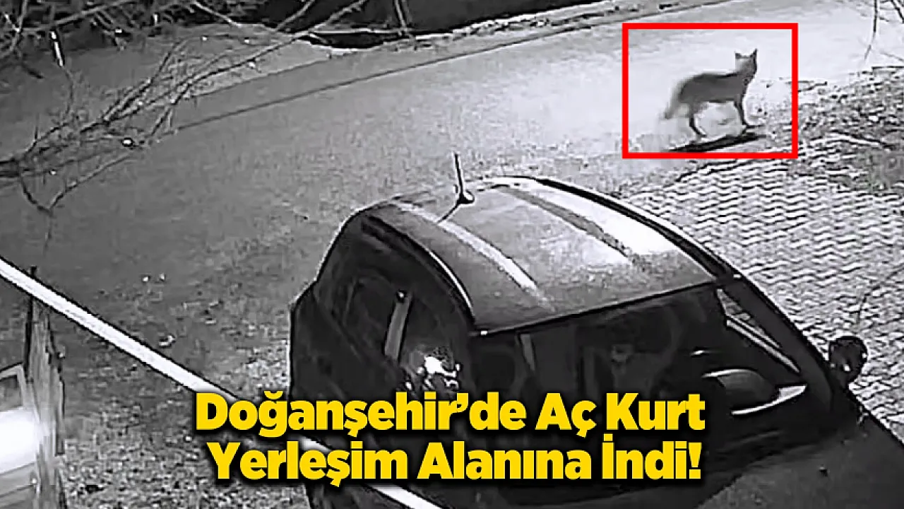 Doğanşehir'de Beklenmedik Misafir: Aç Kalan Kurt Mahalleye İndi!
