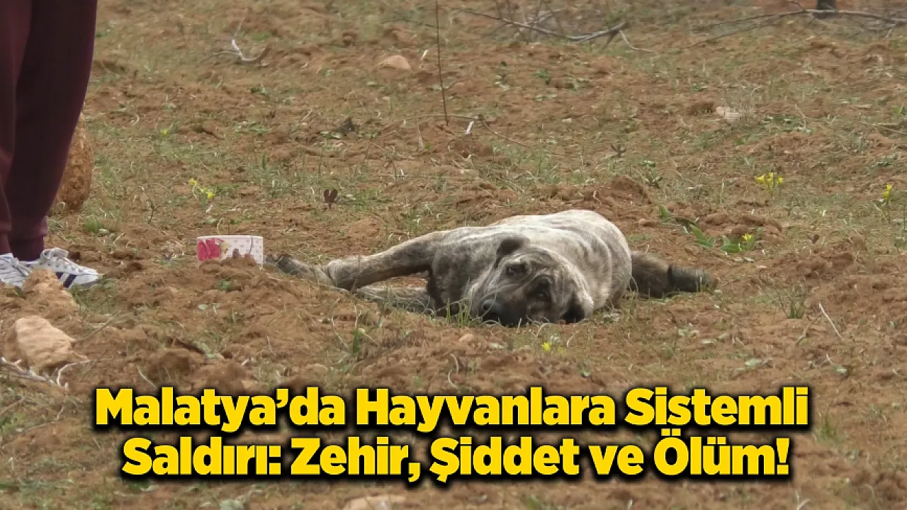 Kuşdoğan'da Kan Donduran İddialar: Zehirlenen ve Vurulan Hayvanlar!