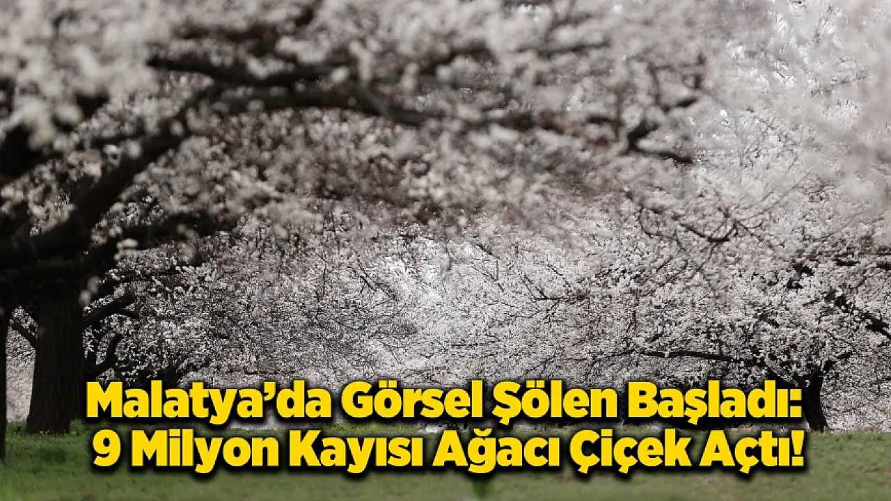 Dünya Kayısı Başkenti Malatya'da Görsel Şölen: Bahçeler Beyaza Büründü!