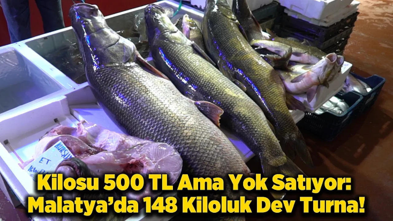 Malatya'da Tezgah Dar Geldi: 2 Metre 20 Santim Boyundaki Dev Balığı Görenler İnanamıyor