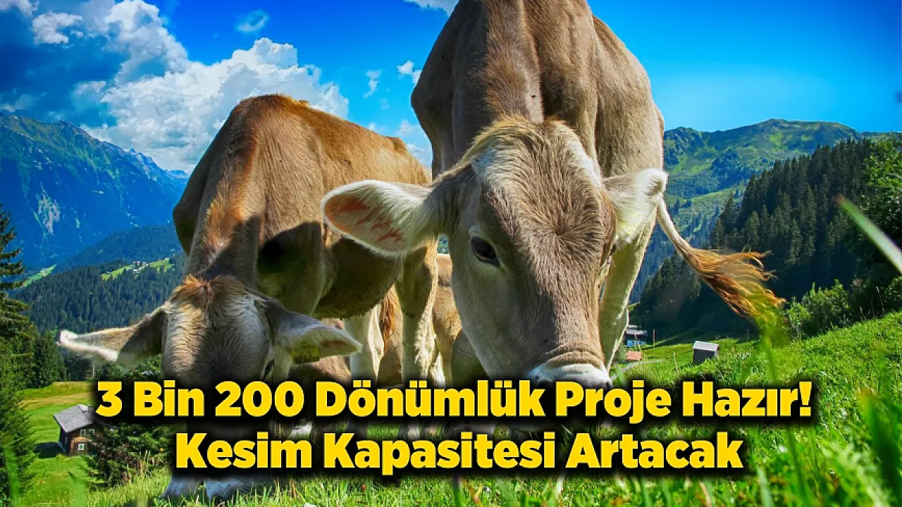 Malatya Hayvancılıkta Merkez Olma Yolunda! BESİ OSB'de Altyapı Tamam!