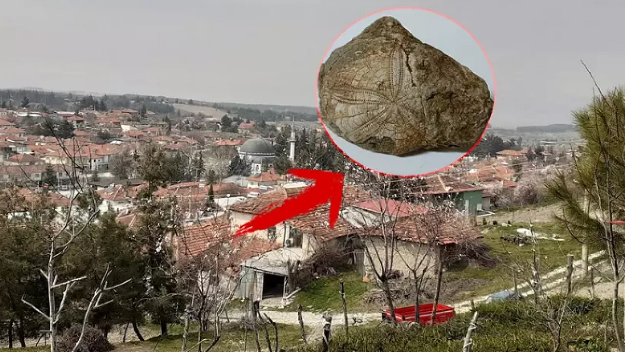 Denizli'de Milyonlarca Yıllık Keşif: Dağlık Alanda Deniz Yıldızı Fosili Bulundu!