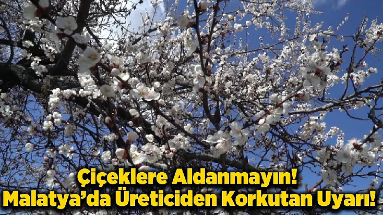 Malatya'da Kayısı Alarmı: Maliyetler Katlandı, Verim Düştü, Üretici Çaresiz