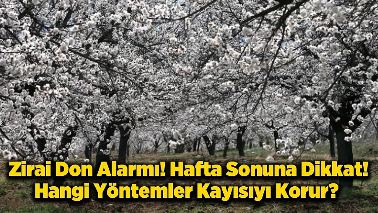 Malatya'da Kritik Hafta Sonu Uyarısı! Kayısı İçin Zirai Don Alarmı!