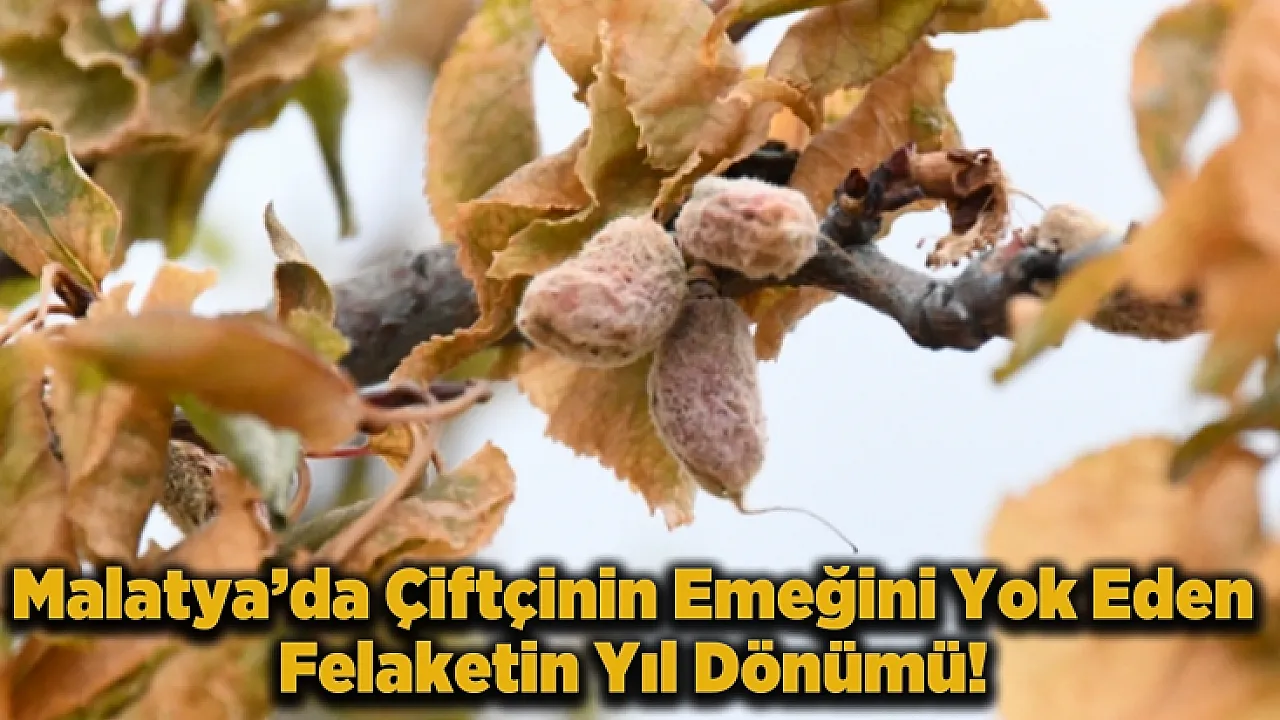 Malatya'nın 2025 Don Travması! Tam 1 Yıl Oldu