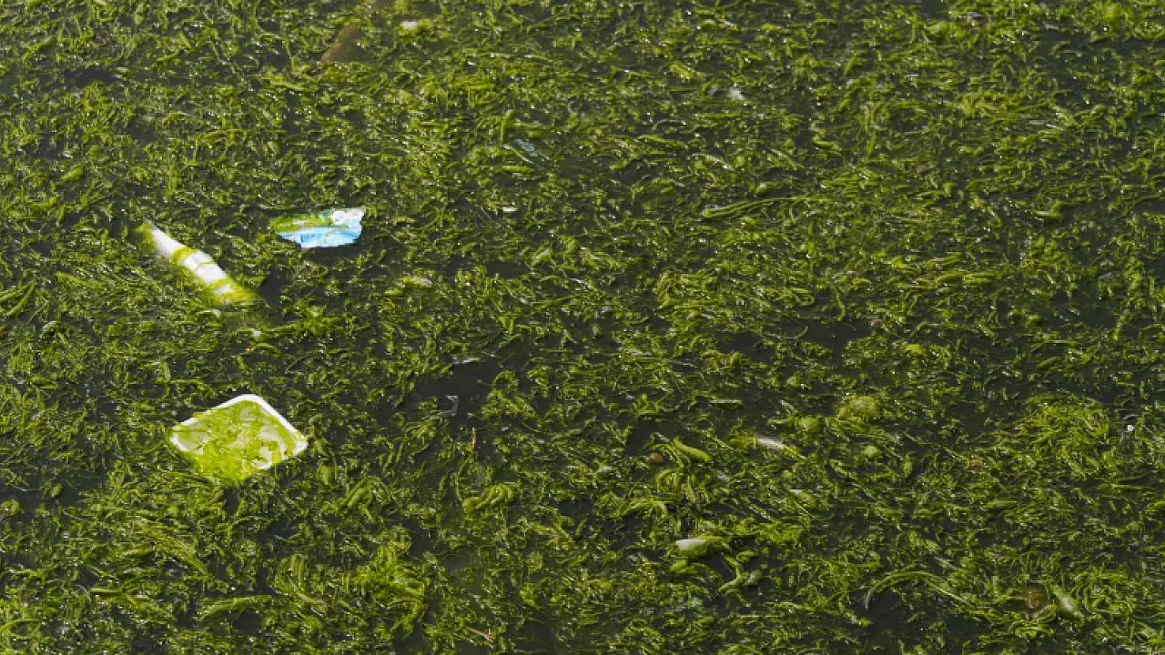 İzmir Körfezi'nde 20 Ton Deniz Marulu Toplandı!