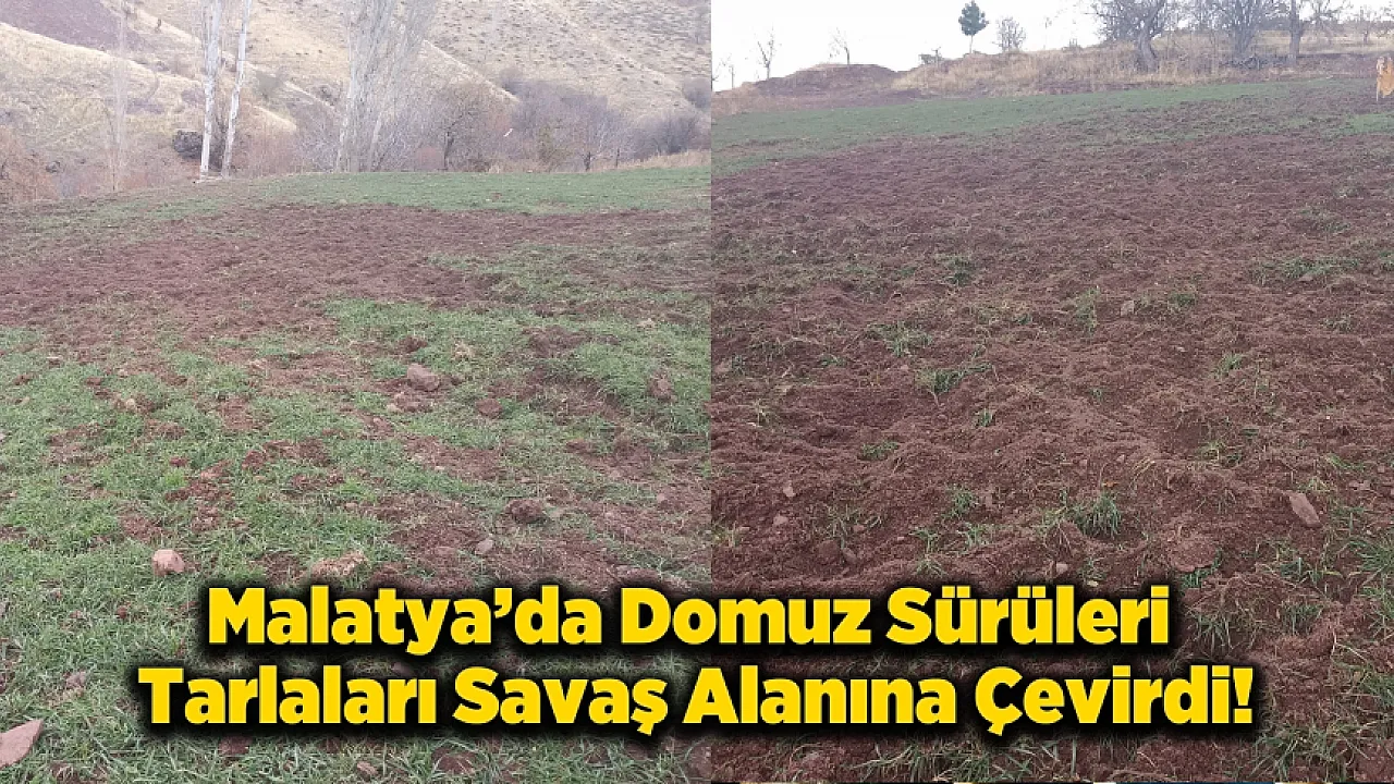 Malatya Pütürge'de Çiftçinin Domuzla İmtihanı! Mahsuller Talan Edildi, Sistemler Parçalandı