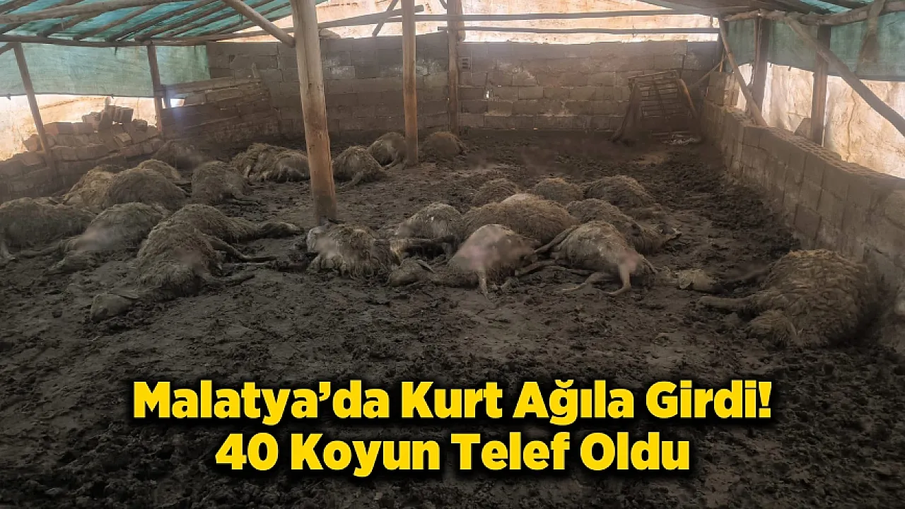 Malatya Arguvan'da Kurt Dehşeti! Bir Gecede 40 Koyun Telef Oldu