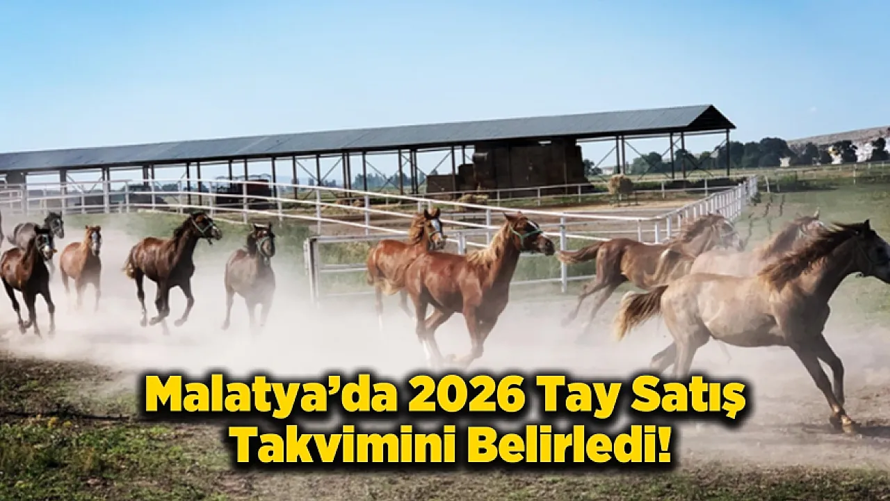 Malatya'da TİGEM Safkan Arap Tayı Satışları Başlıyor!