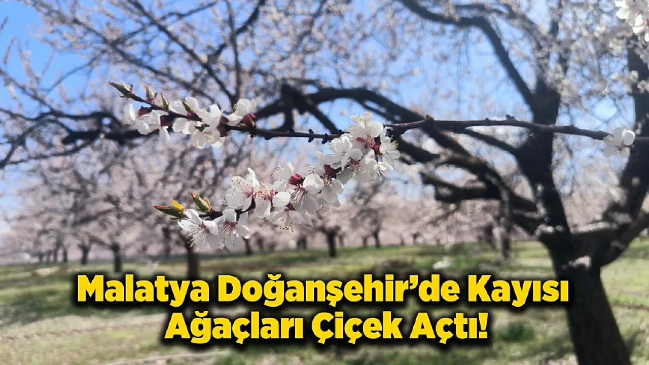 Malatya Doğanşehir'de Kayısı Çiçekleri Görsel Şölen Başlattı!