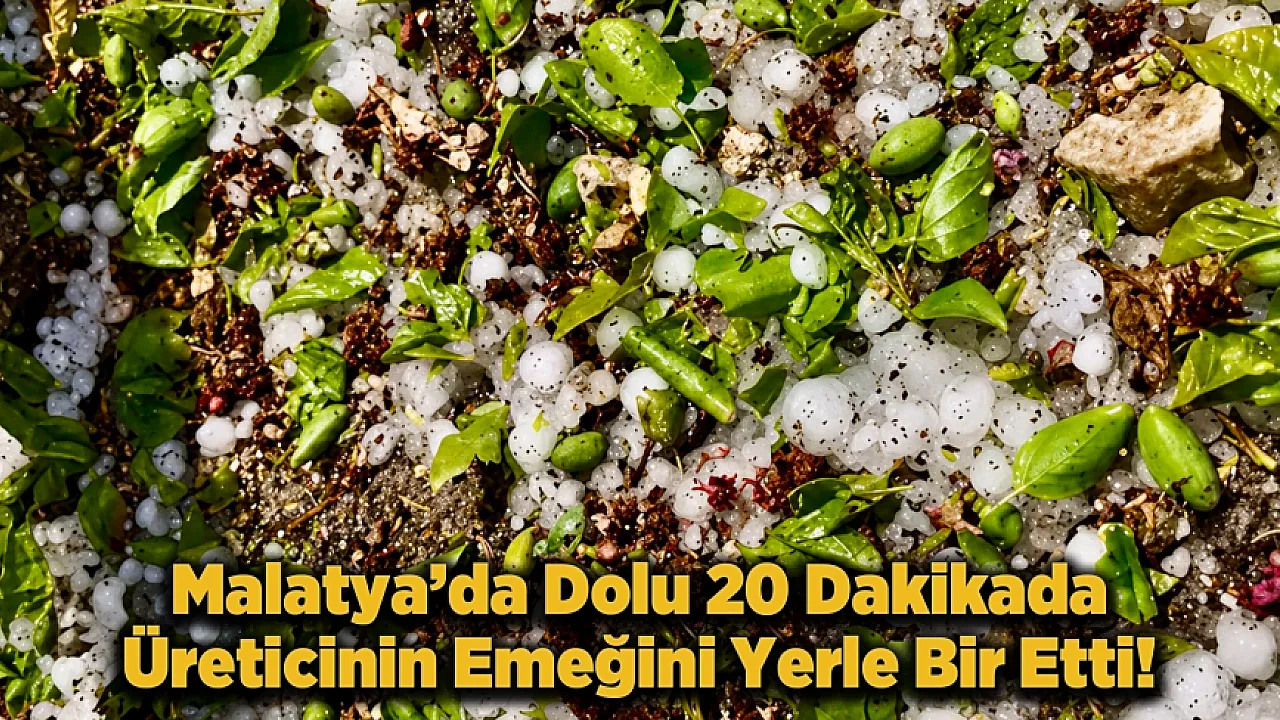 Kayısı Ağaçlarını Dolu Vurdu! Darende'de Hasar Büyük