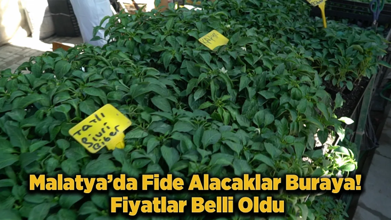 Malatya'da Fide Sezonu Açıldı! İşte En Çok Satılan Ürünler