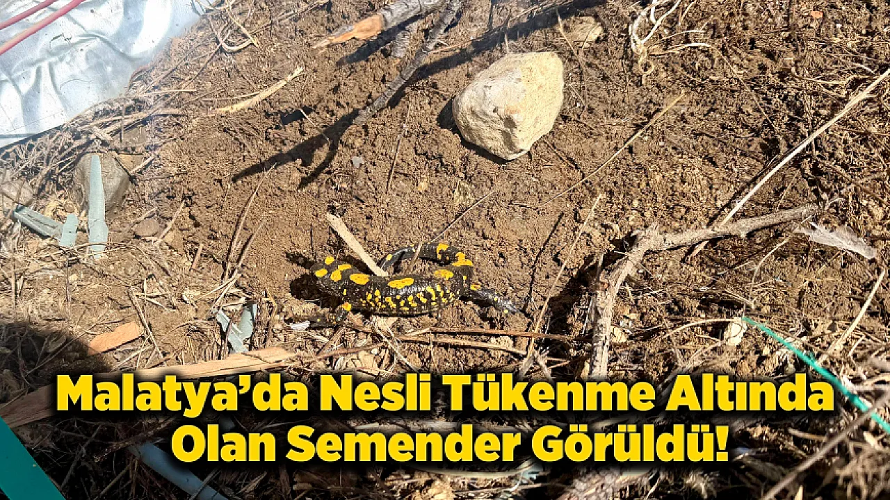 Malatya Doğanşehir'de Nesli Tükenmekte Olan Semender Görüldü!