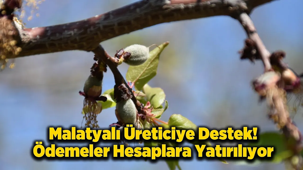 Malatya'da Küçükbaş ve Zirai Don Destekleri Hesaplara Yatıyor!