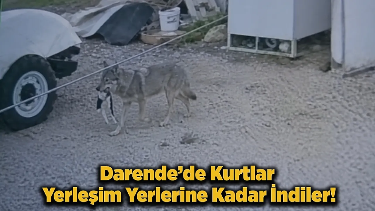 Sokaklara Kadar İndiler! Darende'de Kurtlar Gündüz De Görülüyor