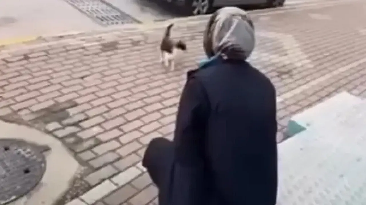 Sokak Kedisine Yaptığı Pes Dedirtti! Vicdanları Sızlattı