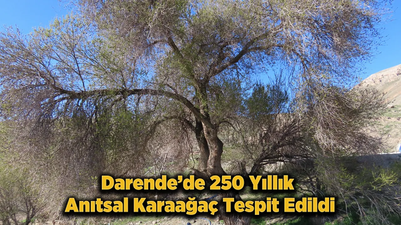 Malatya'da Doğa Harikası Keşif!4,5 Metrelik Anıtsal Karaağaç Tespit Edildi