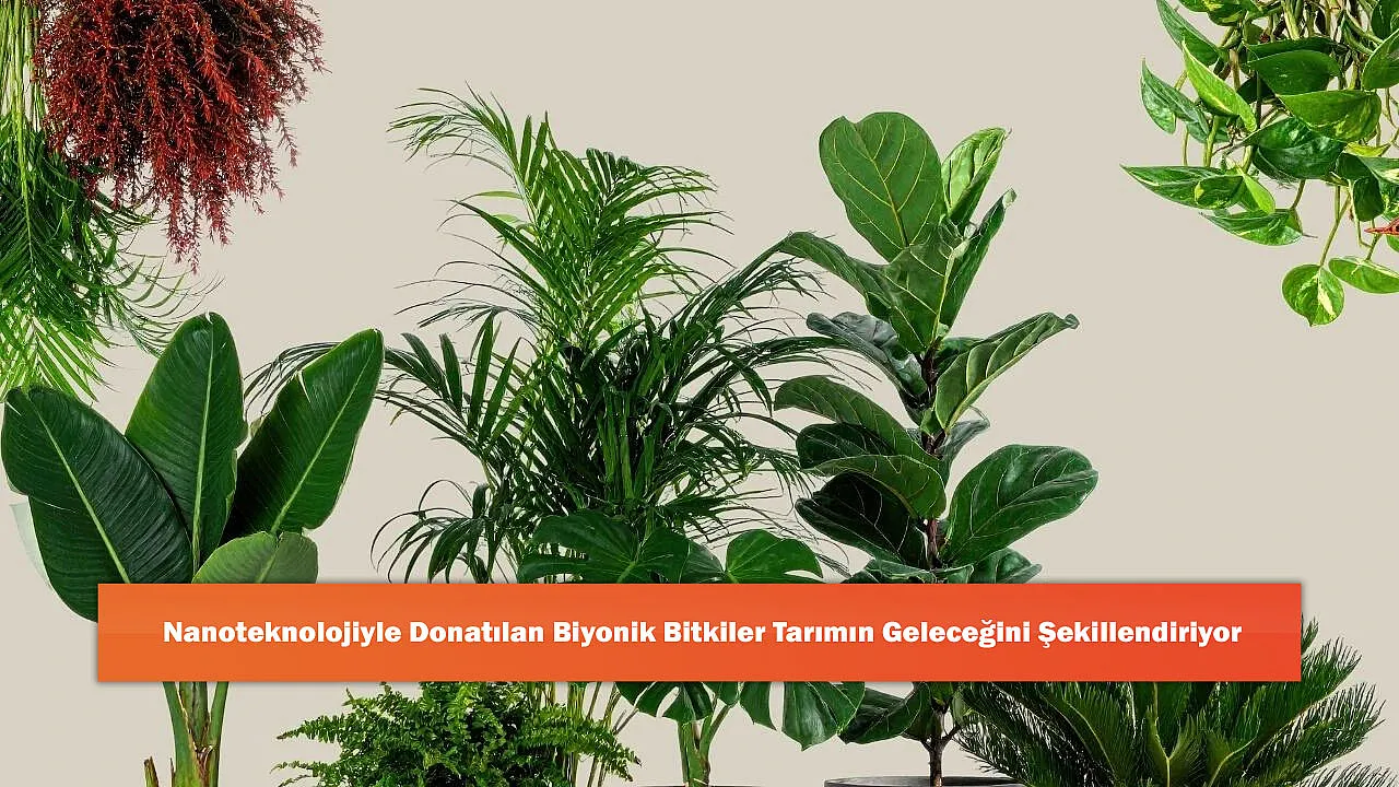 Nanoteknolojiyle Donatılan Biyonik Bitkiler Tarımın Geleceğini Şekillendiriyor
