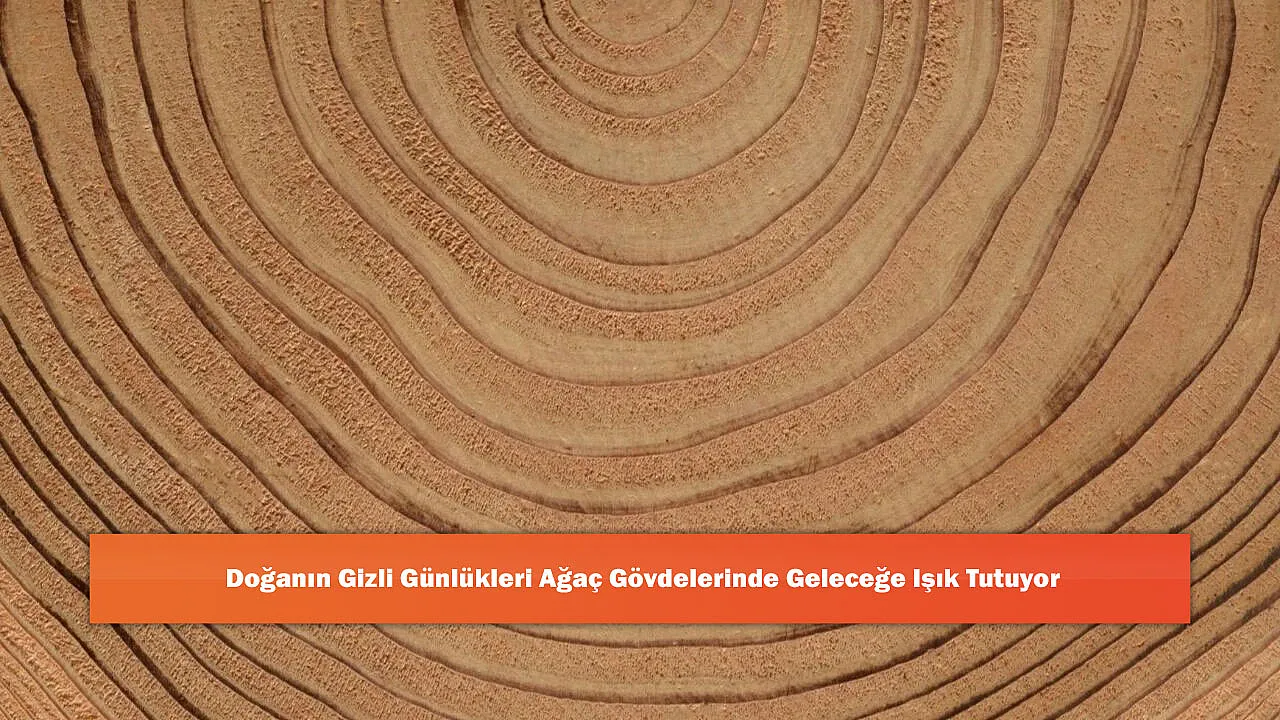 Doğanın Gizli Günlükleri Ağaç Gövdelerinde Geleceğe Işık Tutuyor