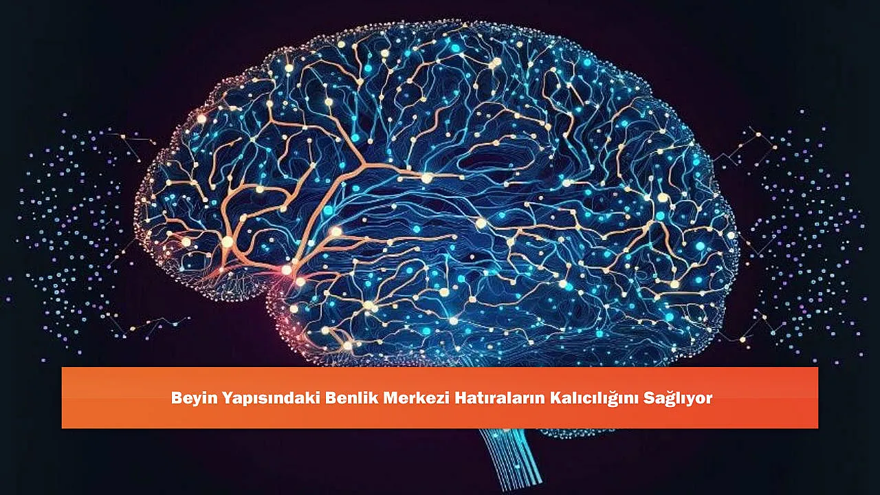 Beyin Yapısındaki Benlik Merkezi Hatıraların Kalıcılığını Sağlıyor