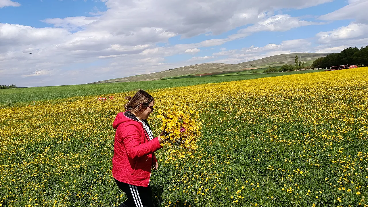 Malatya'da Sarı Çiçek Şöleni! Palanga Mahallesi Altın Sarısına Büründü