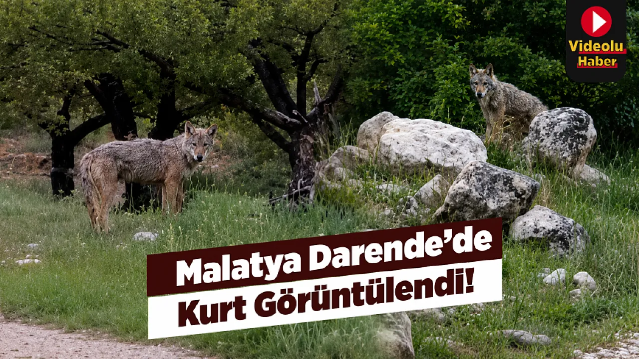 Malatya Darende'de Kurt Sürprizi! Yol Kenarında Görünüp Gözden Kayboldu