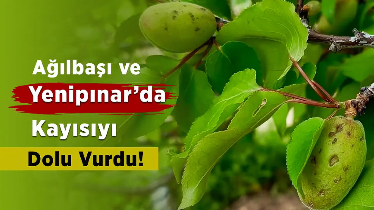 Darende'de Dolu Yağışı Sonrası Kayısı Bahçeleri Zarar Gördü