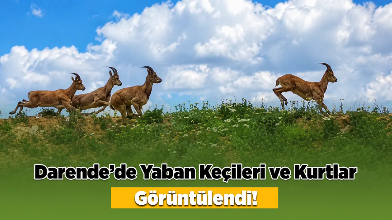 Darende'de Yerleşim Yerlerine Yakın Kurt ve Yaban Keçisi Sürüsü Görüldü