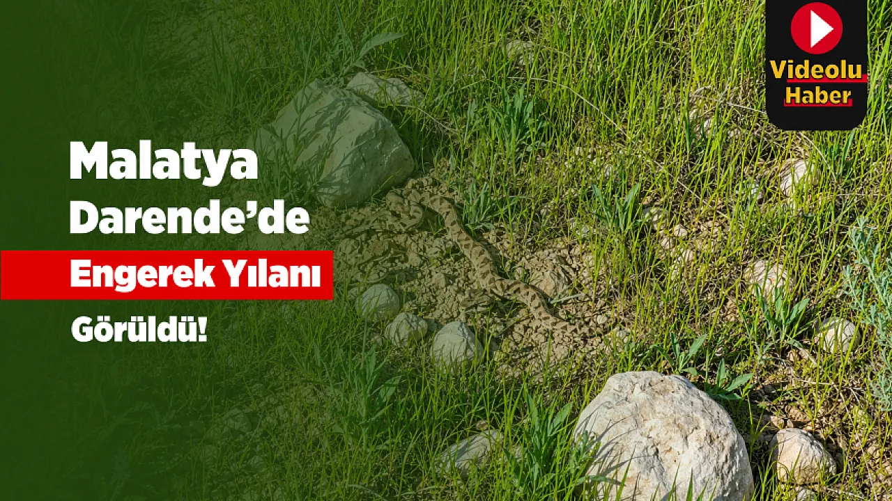 Malatya Darende'de Taşların Arasında Engerek Yılanı Görüldü