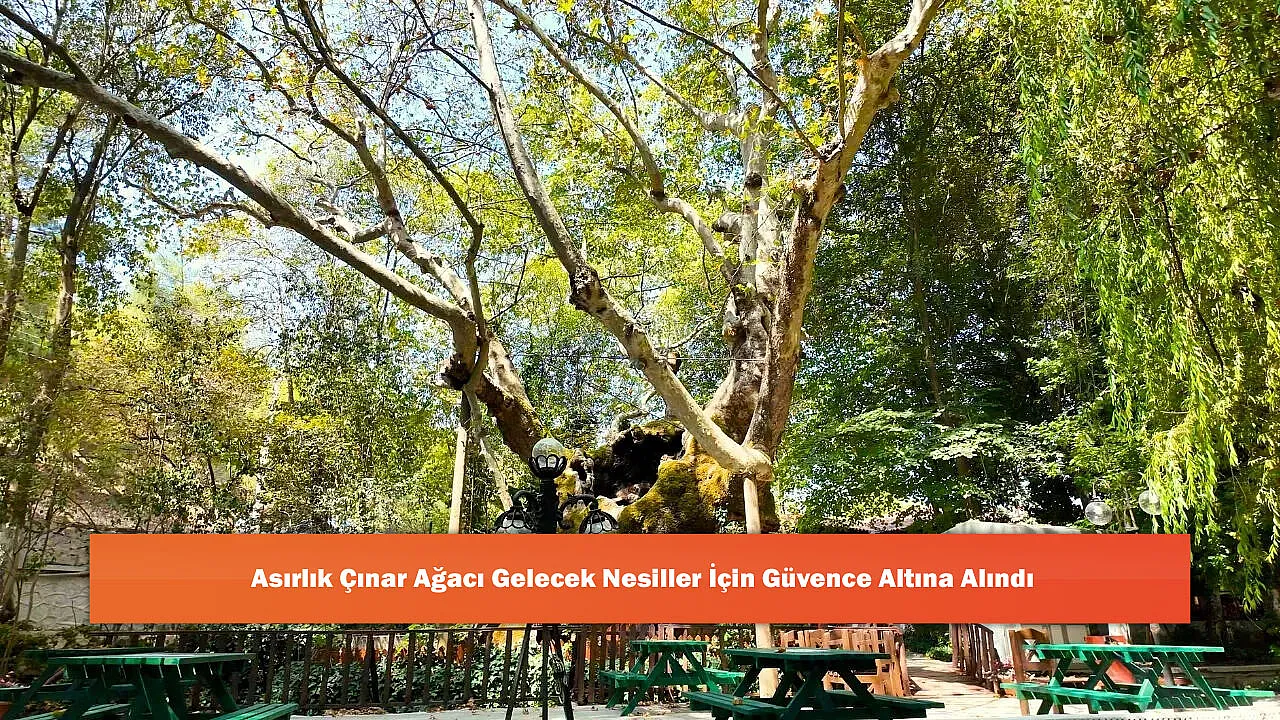 Asırlık Çınar Ağacı Gelecek Nesiller İçin Güvence Altına Alındı