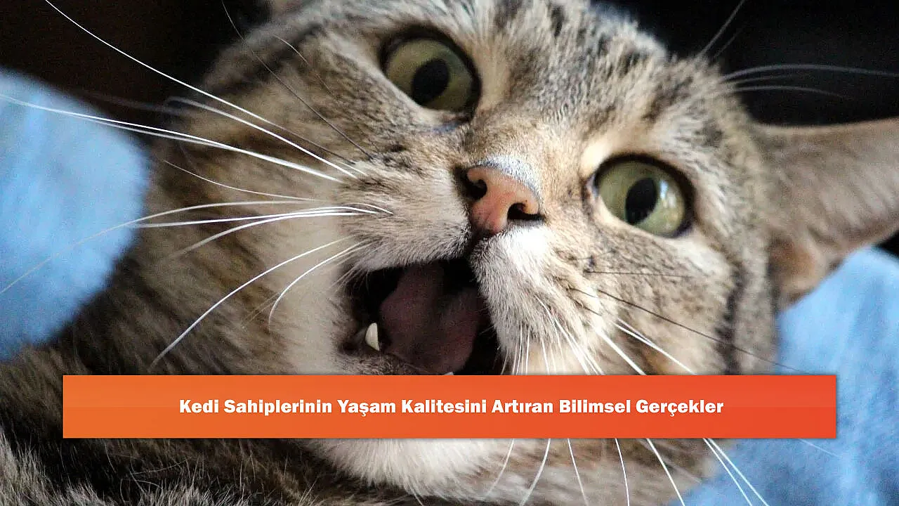 Kedi Sahiplerinin Yaşam Kalitesini Artıran Bilimsel Gerçekler