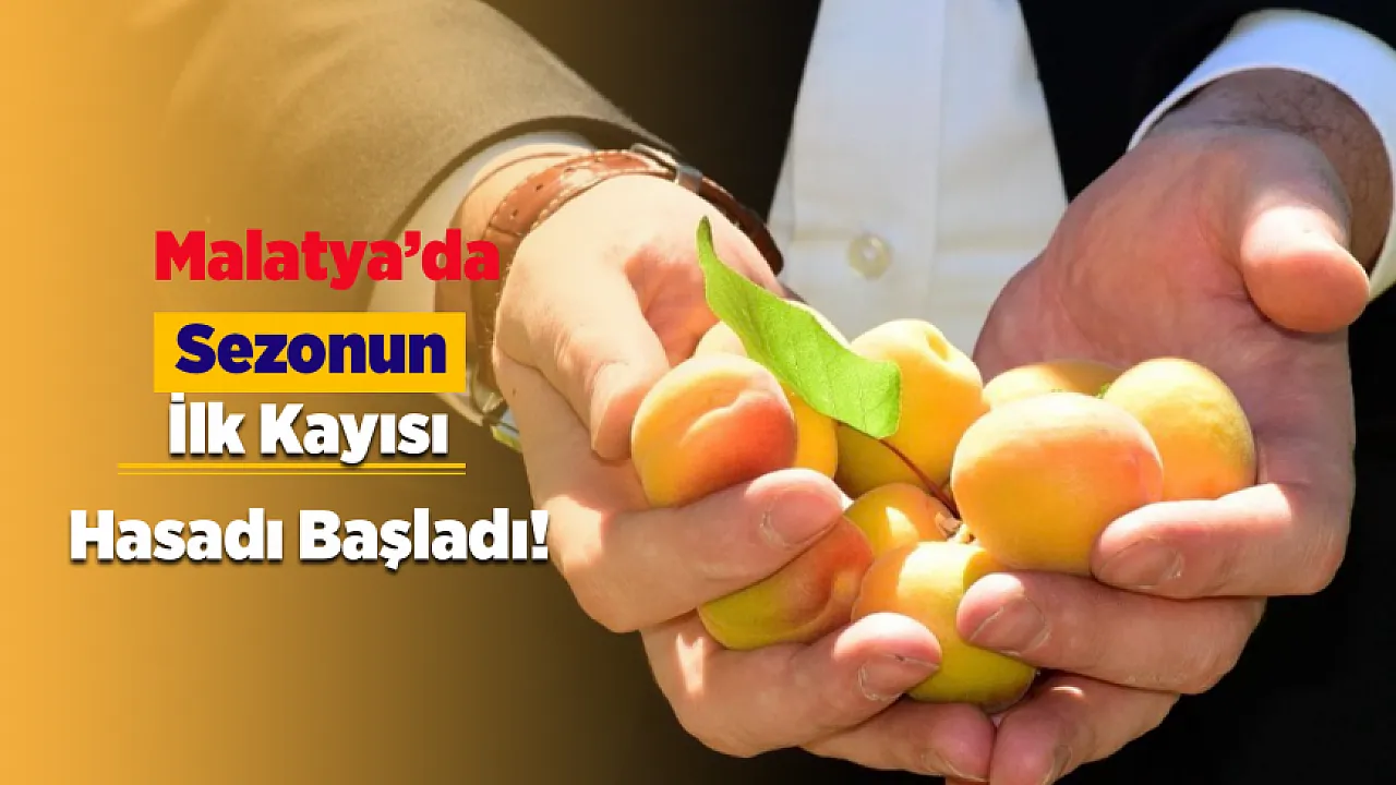 Malatya'da Bahçelere Girildi! Geçen Yıl Tek Bir Tane Bile Yoktu, Bugün Hasat Başladı