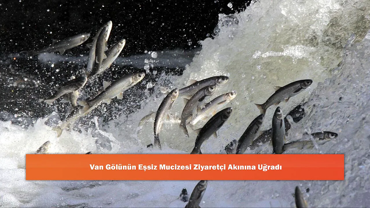 Van Gölünün Eşsiz Mucizesi Ziyaretçi Akınına Uğradı