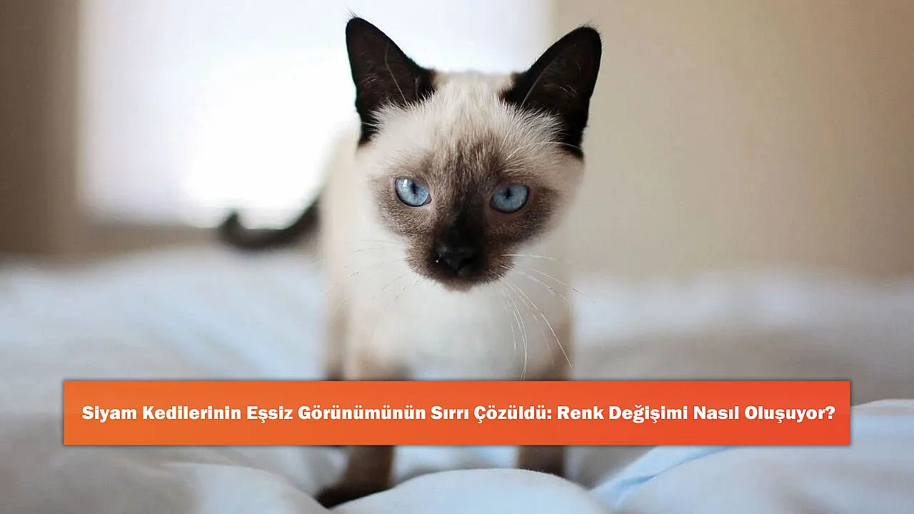 Siyam Kedilerinin Eşsiz Görünümünün Sırrı Çözüldü: Renk Değişimi Nasıl Oluşuyor?