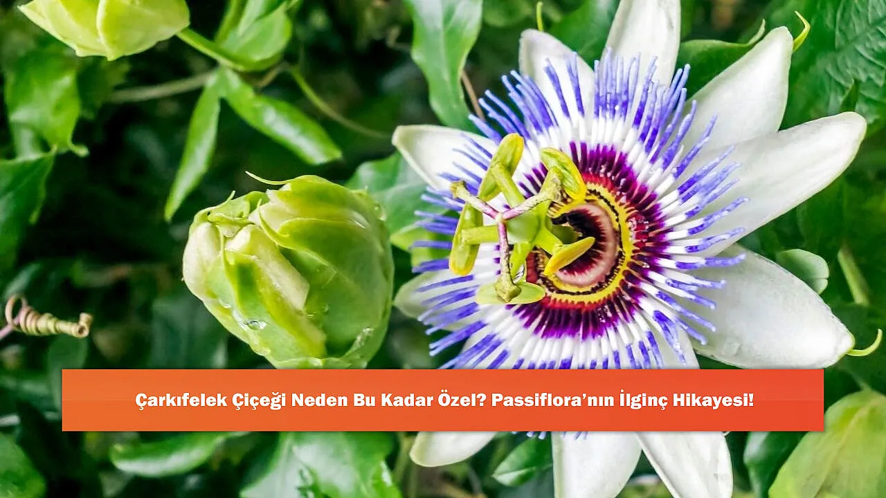 Çarkıfelek Çiçeği Neden Bu Kadar Özel? Passiflora'nın İlginç Hikayesi!