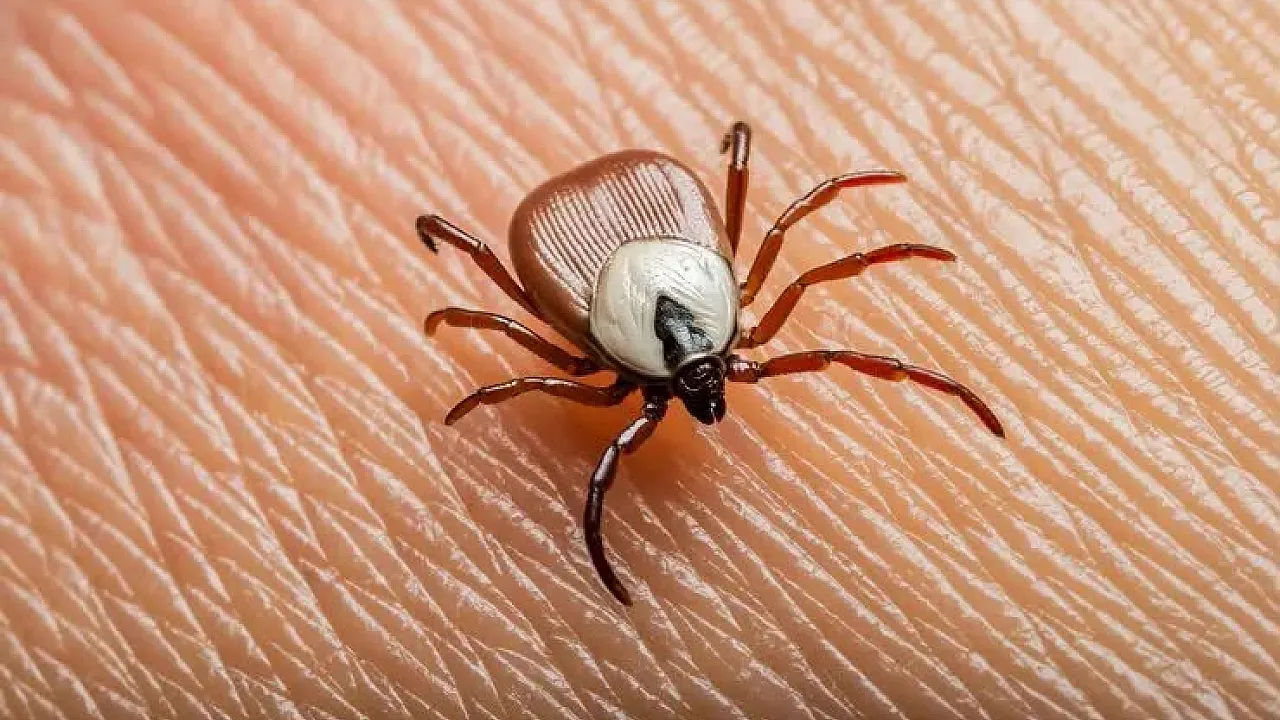 Havaların Isınmasıyla Birlikte Gizli Tehlike Geri Döndü