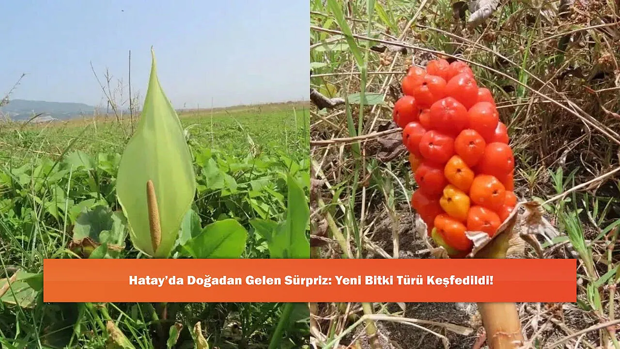 Hatay'da Doğadan Gelen Sürpriz: Yeni Bitki Türü Keşfedildi!