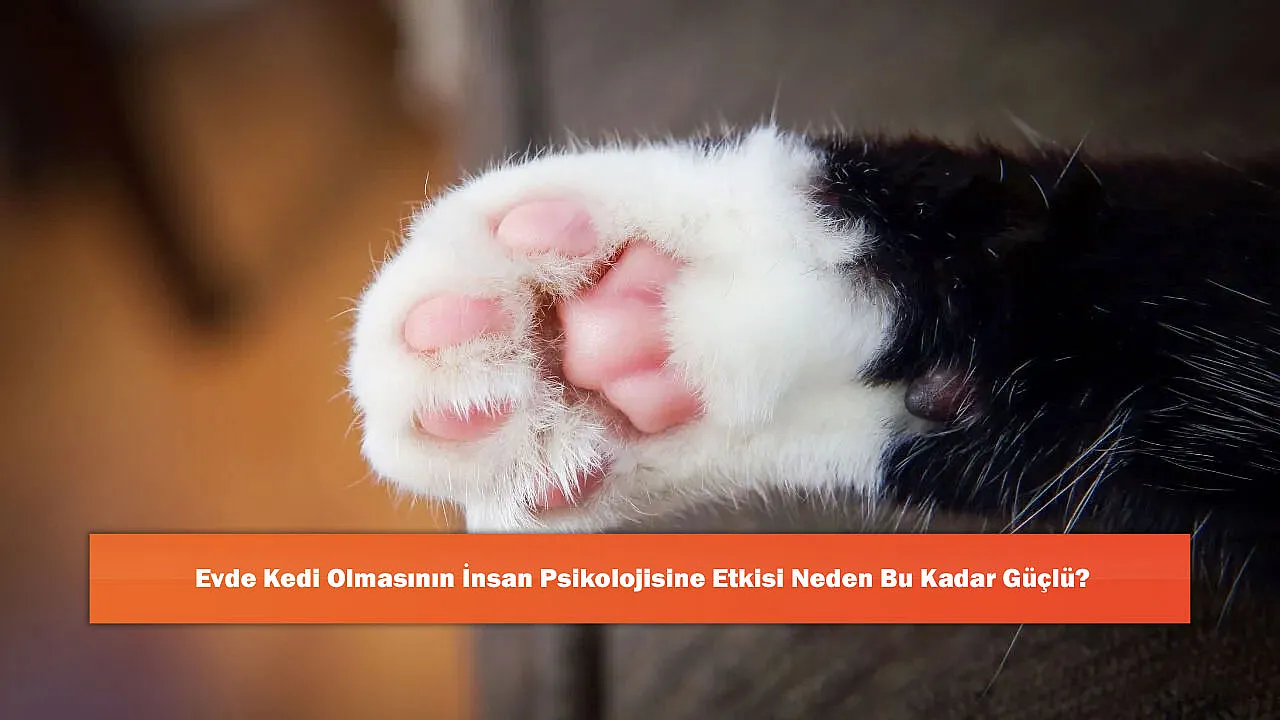 Evde Kedi Olmasının İnsan Psikolojisine Etkisi Neden Bu Kadar Güçlü?