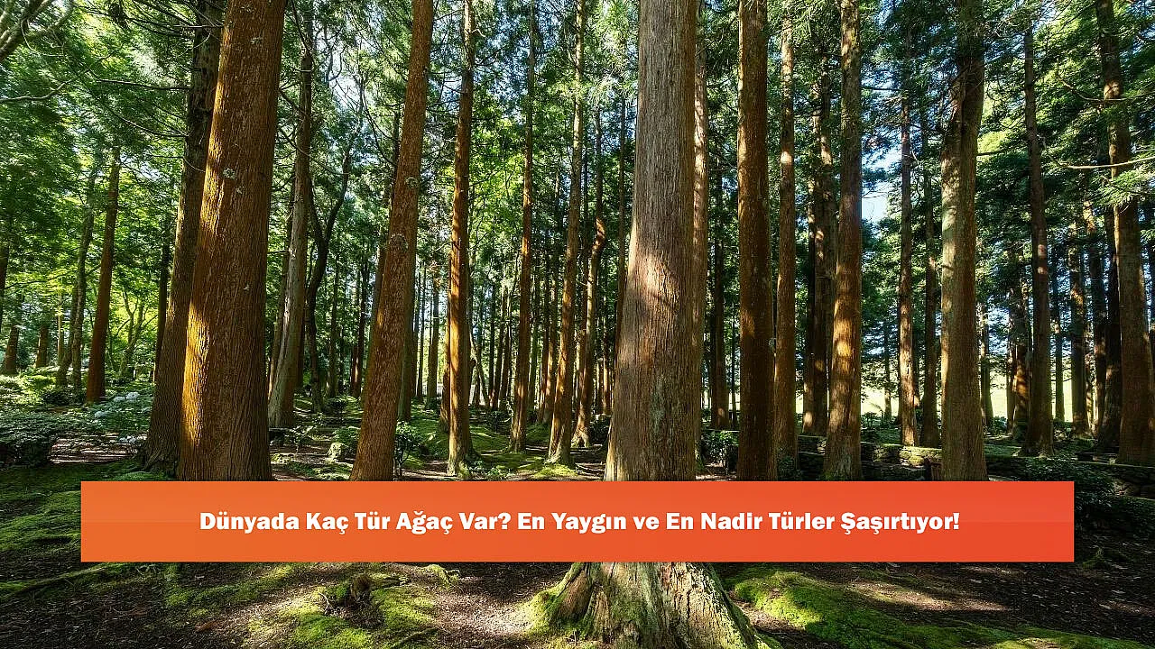 Dünyada Kaç Tür Ağaç Var? En Yaygın ve En Nadir Türler Şaşırtıyor!