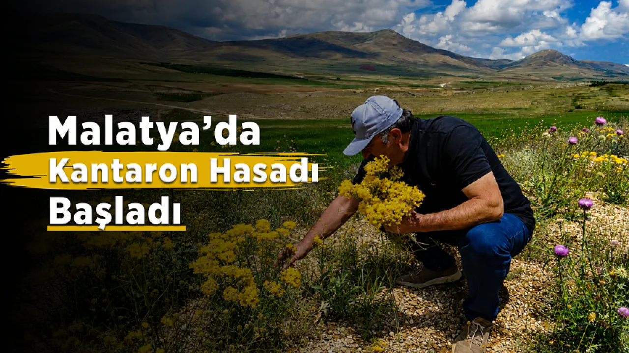 Malatya Darende Dağlarında Sarı Kantaron Bereketi! Şifalı Bitki İçin Hasat Yoğunluğu Başladı