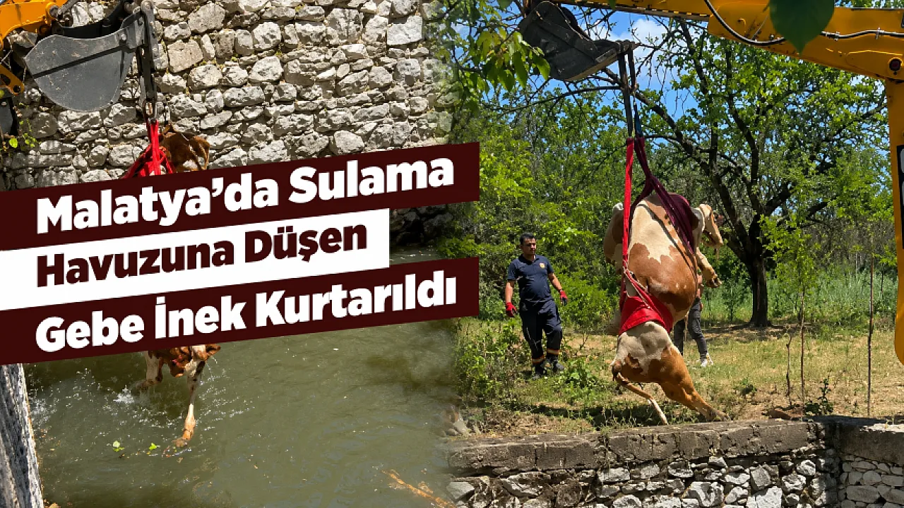 Malatya'da Sulama Havuzuna Düşen Gebe İnek 2 Saatte Kurtarıldı!